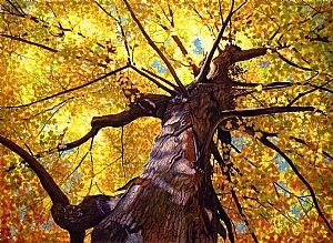 cathy hillegas maple tree